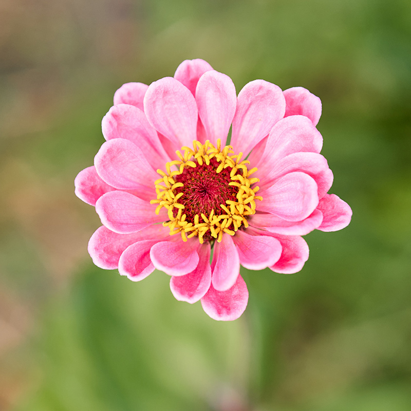 Giving Gardens Tributes, In Memory, Speedy Recovery